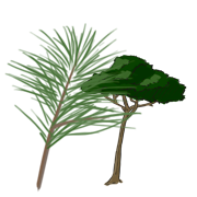 mediterranean pine